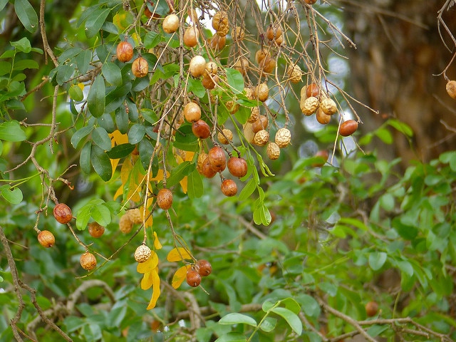Diospyros mespiliformis