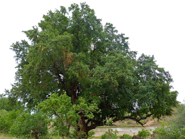 Diospyros mespiliformis