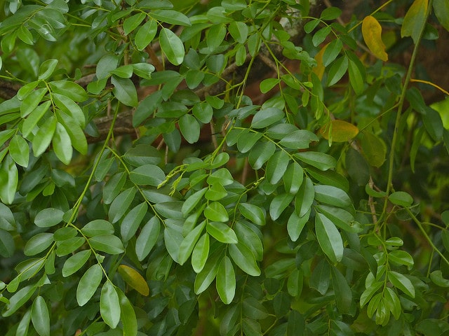 Diospyros mespiliformis