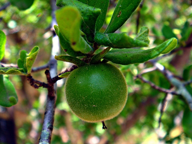 Diospyros texana