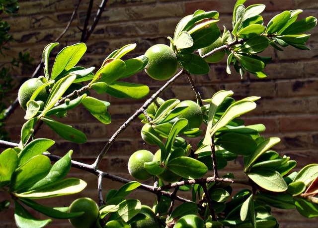 Diospyros texana