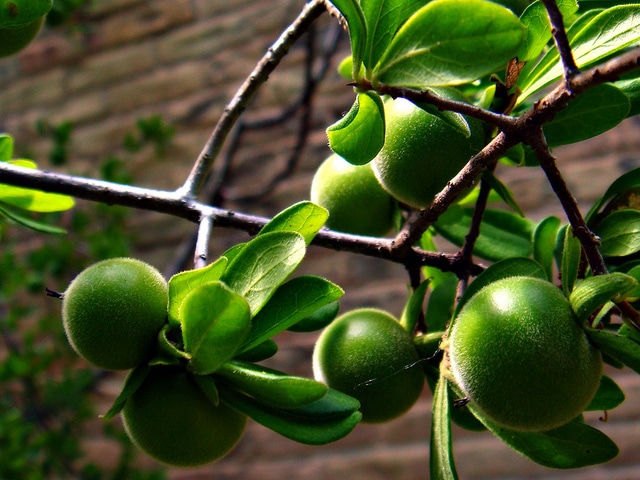 Diospyros texana
