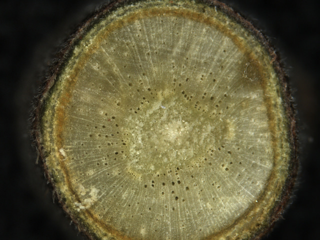Plaqueminier de virginie (Diospyros virginiana)
