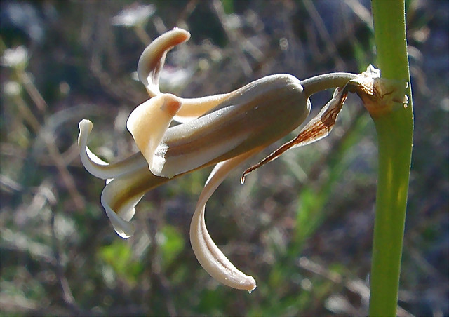 Dipcadi (Dipcadi serotinum)