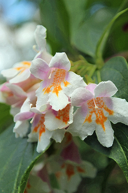 Dipelta florifère (Dipelta floribunda)