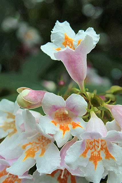 Dipelta florifère