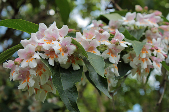 Dipelta florifère