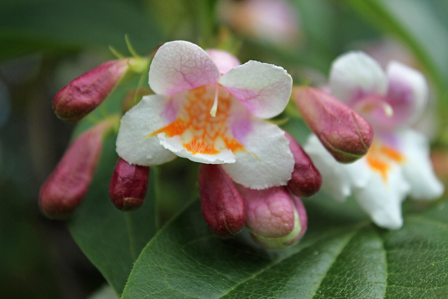 Dipelta florifère