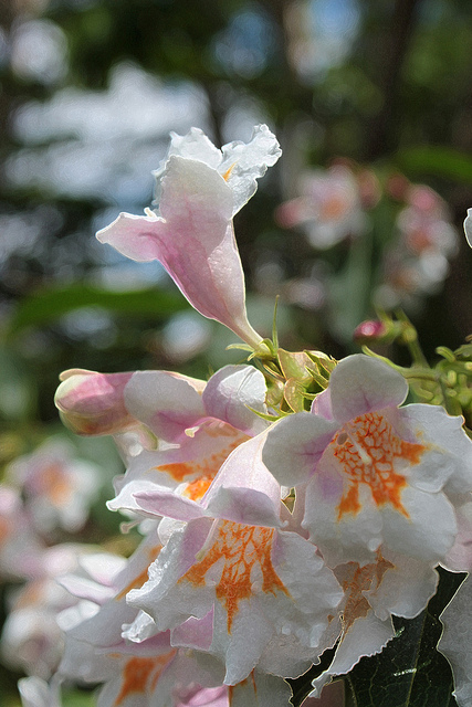 Dipelta florifère
