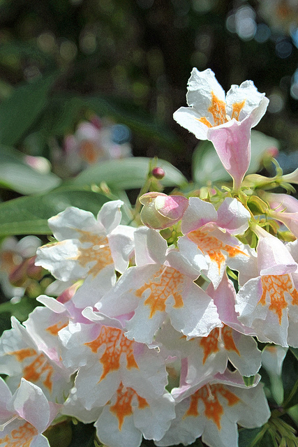 Dipelta florifère