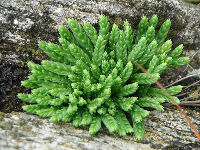 Lycopode des alpes