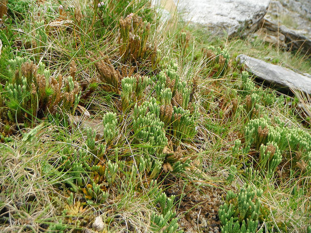 Lycopode des alpes