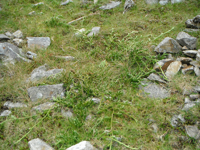 Lycopode des alpes