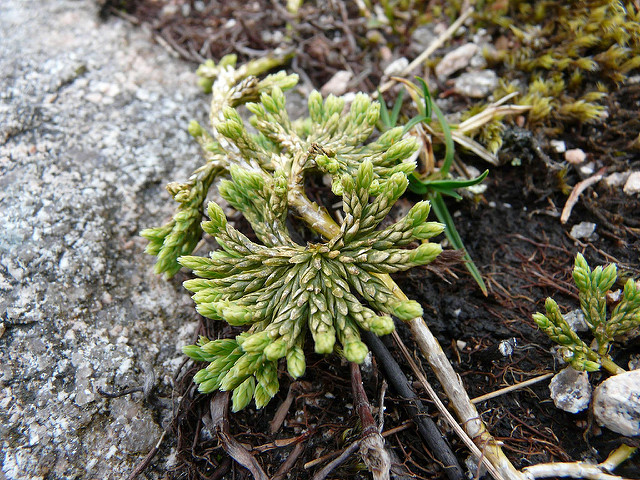 Lycopode des alpes (Diphasiastrum alpinum)