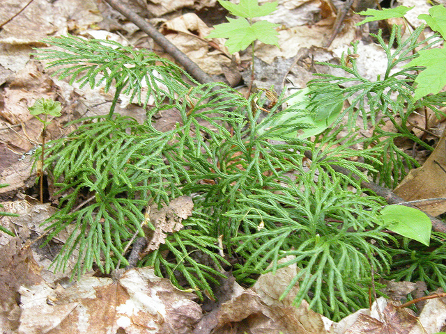 Lycopode aplati