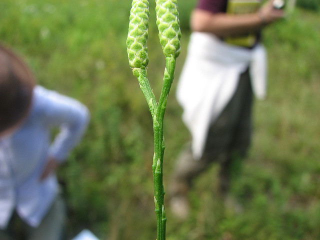 Lycopode aplati (Diphasiastrum complanatum)