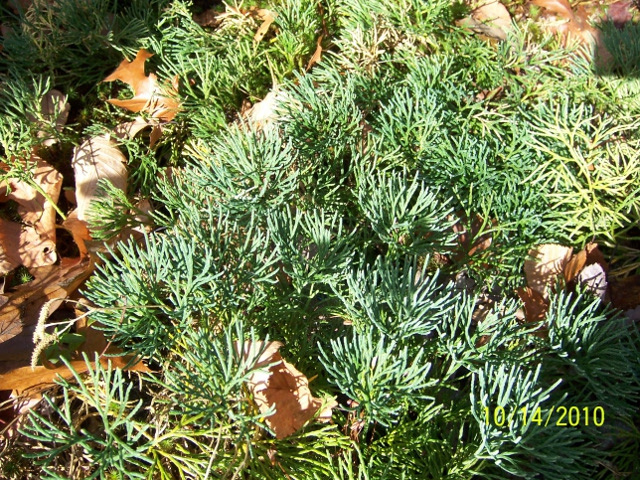 Lycopode petit cyprès
