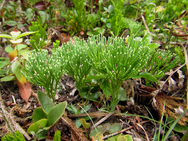 Lycopode petit cyprès (Diphasiastrum tristachyum)