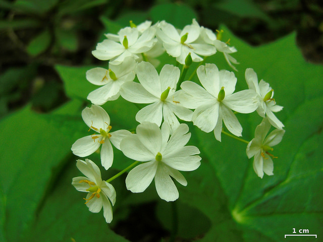 Diphylleia cymosa (Diphylleia cymosa)