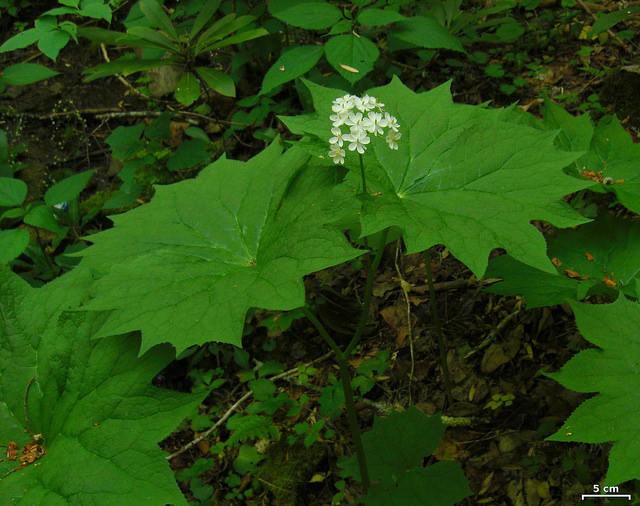 Diphylleia cymosa