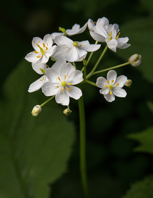 Diphylleia cymosa