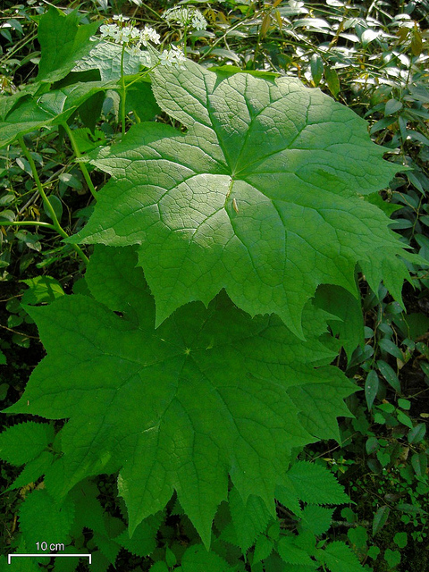 Diphylleia cymosa