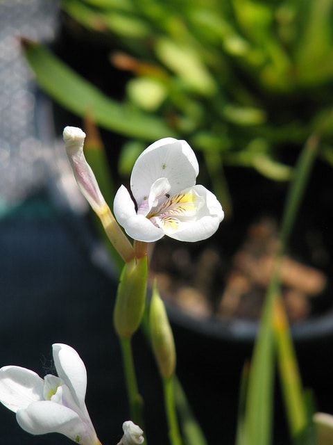 Diplarrena latifolia (Diplarrena latifolia)
