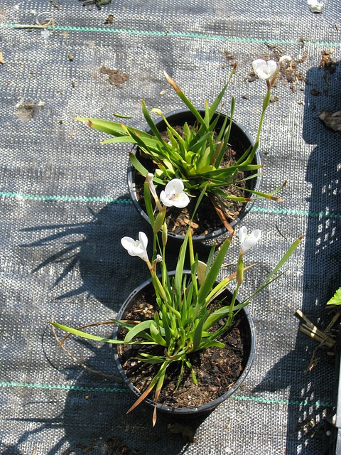 Diplarrena latifolia