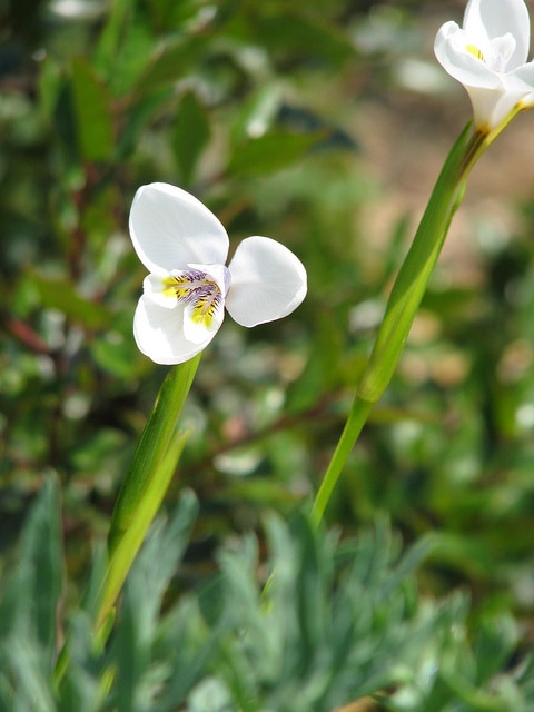 Diplarrena latifolia