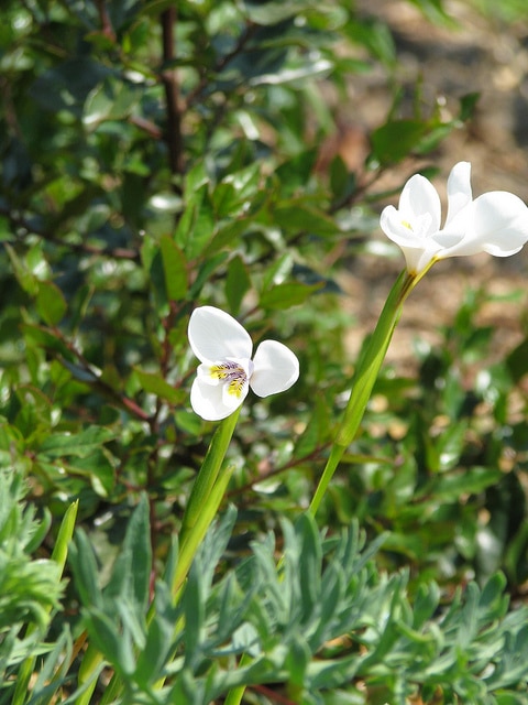 Diplarrena latifolia