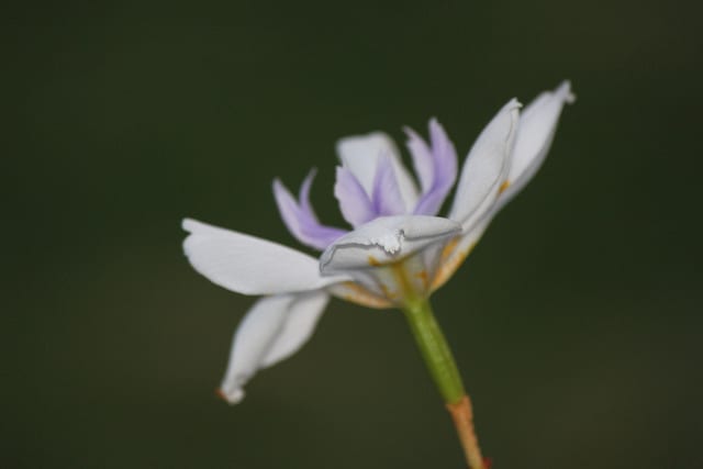 Diplarrena moraea (Diplarrena moraea)