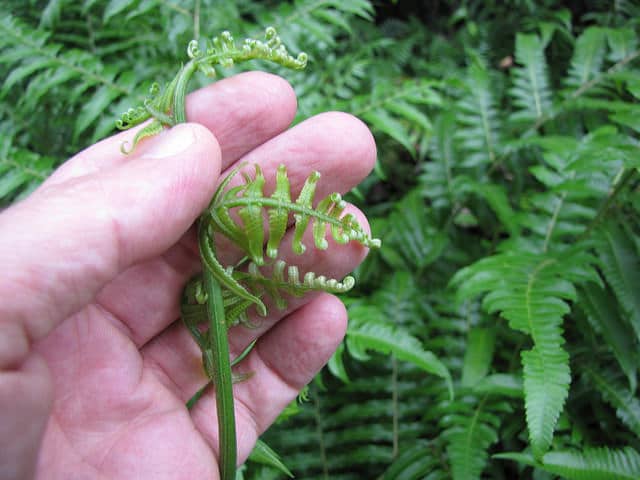 Diplazium esculentum (Diplazium esculentum)