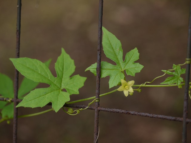 Diplocyclos palmatus