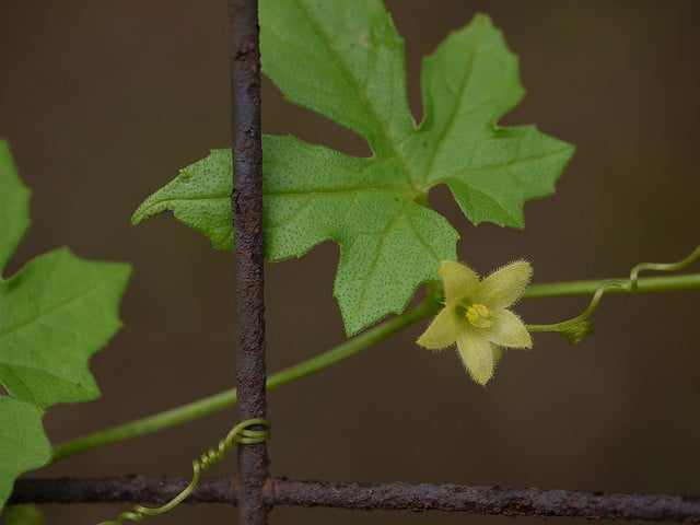 Diplocyclos palmatus