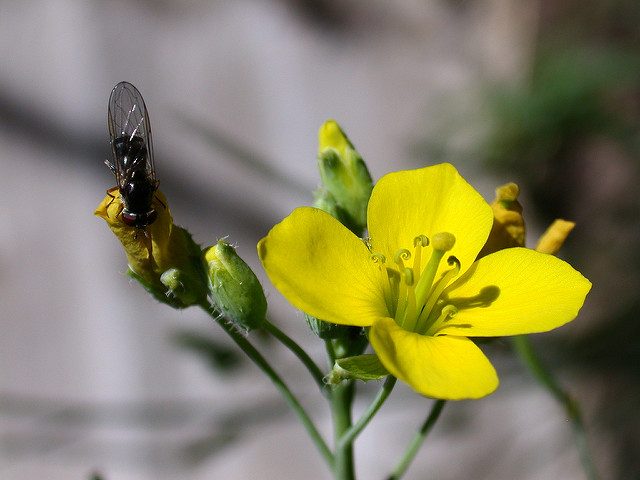 Diplotaxis fausse roquette