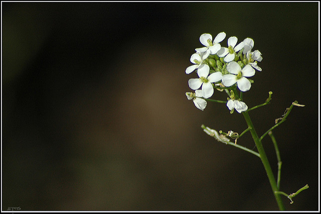 Diplotaxis fausse roquette