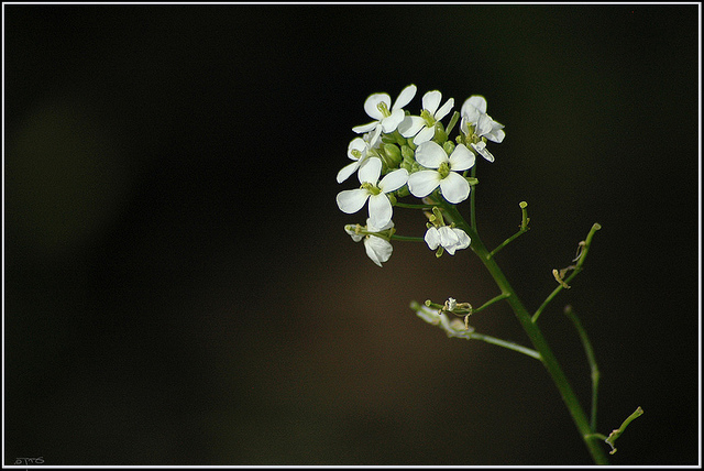 Diplotaxis fausse roquette