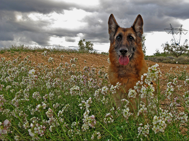 Diplotaxis fausse roquette (Diplotaxis erucoides)