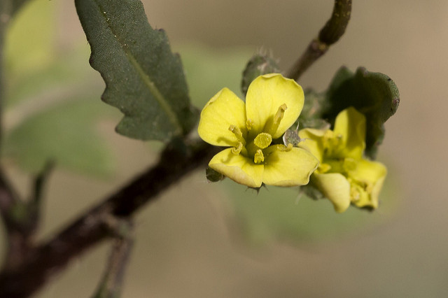 Diplotaxis des murailles