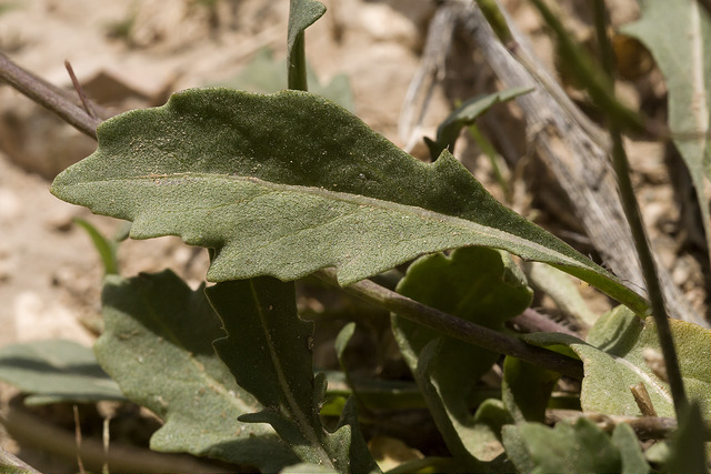 Diplotaxis des murailles