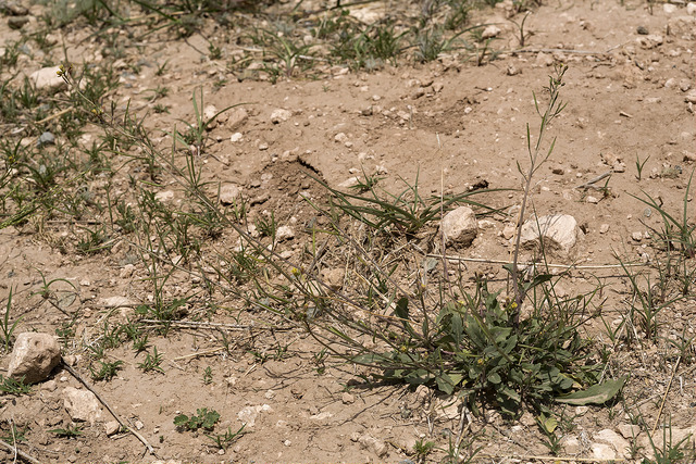 Diplotaxis des murailles