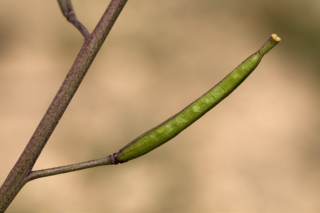 Diplotaxis des murailles