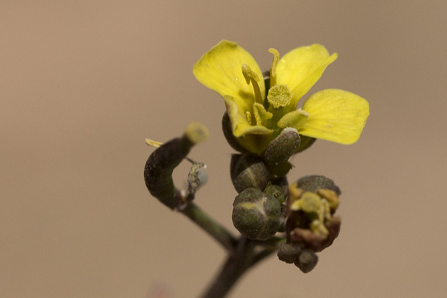 Diplotaxis des murailles