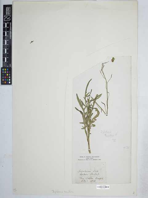 Diplotaxis à feuilles étroites