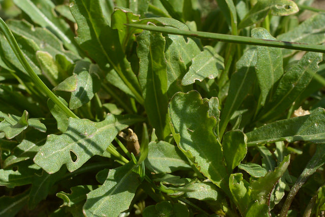 Diplotaxis à feuilles étroites