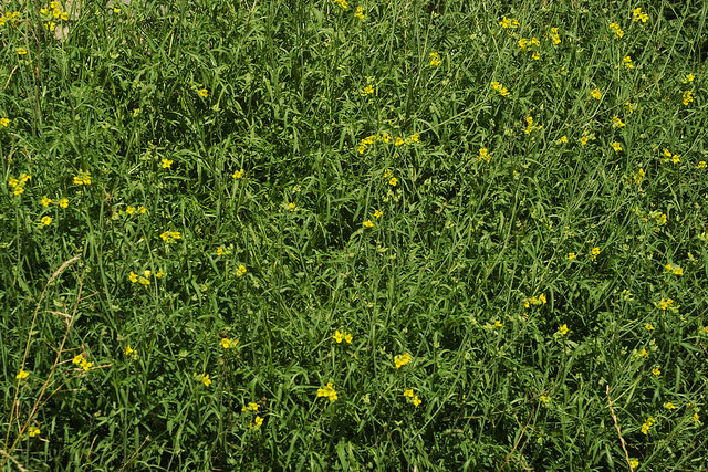 Diplotaxis à feuilles étroites