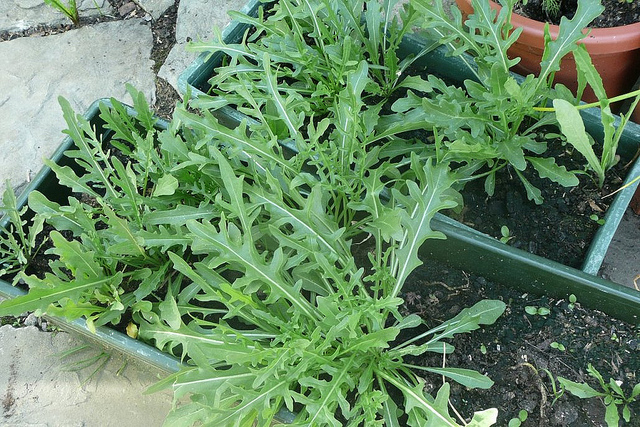 Diplotaxis à feuilles étroites