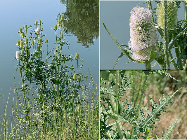Cardère laciniée (Dipsacus laciniatus)