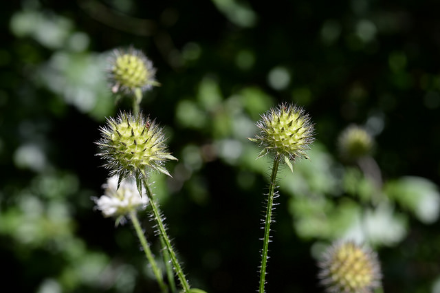 Cardère poilue (Dipsacus pilosus)