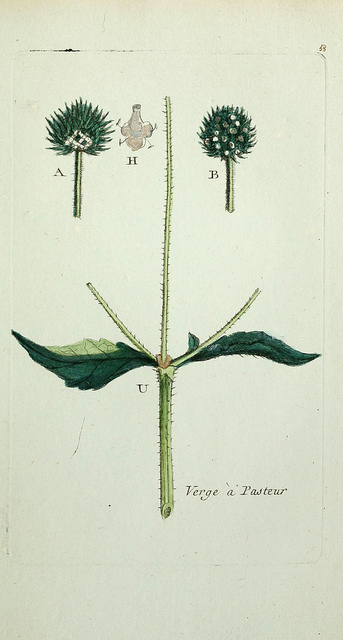 Cardère poilue